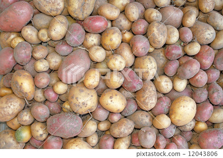 Potato tubers out of the ground just as a background 12043806