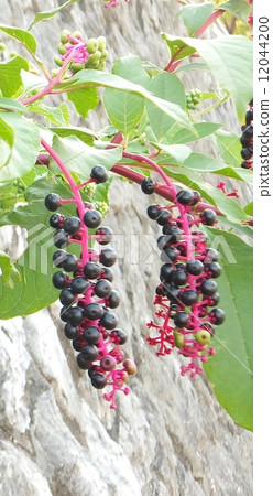 山區鄉房 山區鄉房 12044200