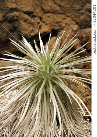 Ginken saw Ginken saw 12044201