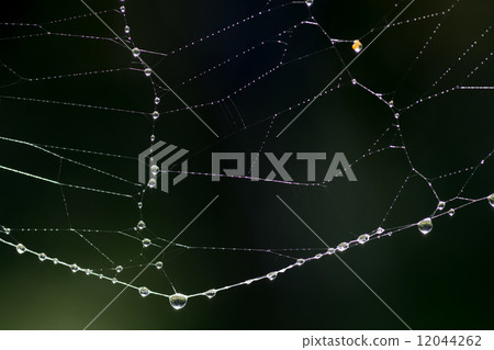 Droplet spider web Droplet spider web 12044262