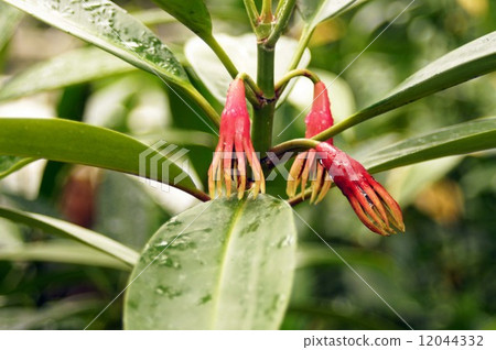 Flowers of ohirigi 12044332