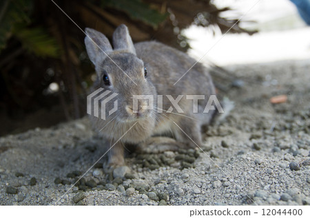 奧野島上的兔子 奧野島上的兔子 12044400