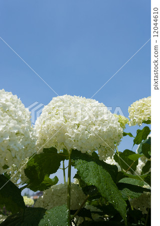  Hydrangea in the embankment dam 12044610