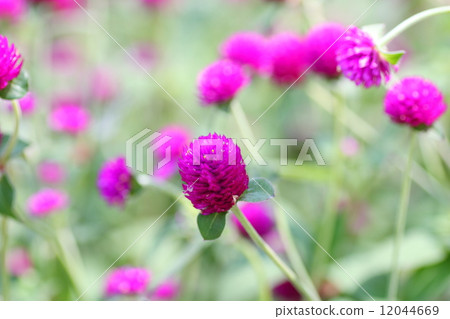 Sennichikou花 Sennichikou花 12044669