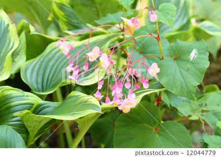 Flower of Shukidou 12044779
