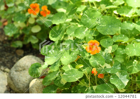 Kitchen Herb Flower Kitchen Herb Flower 12044781