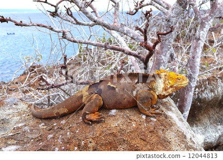 世界遺產第1號Iguana以加拉巴哥群島的面貌而聞名 12044813