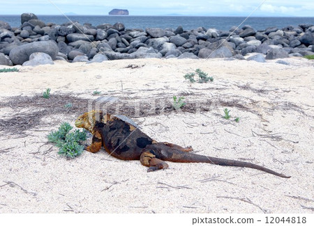 World Heritage No. 1 Iguana famous as the face of the Galapagos Islands World Heritage No. 1 Iguana famous as the face of the Galapagos Islands 12044818