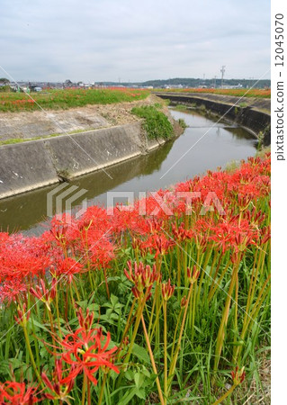A cluster amaryllis along the arrow Katsukawa 12045070