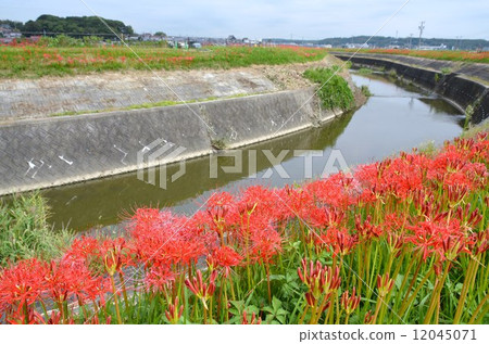 A cluster amaryllis along the arrow Katsukawa A cluster amaryllis along the arrow Katsukawa 12045071