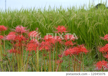 沿箭頭Katsukawa的群集孤挺花 沿箭頭Katsukawa的群集孤挺花 12045076