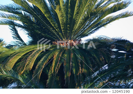 Fruit of Suyeon Cyclo Fruit of Suyeon Cyclo 12045190