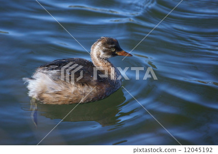 鳳凰幼鳥 12045192