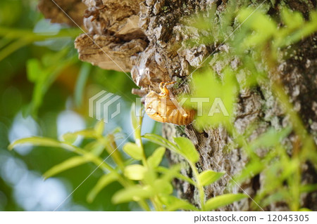 Cicadian shell Cicadian shell 12045305