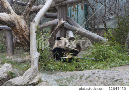 維也納美泉宮動物園熊貓(世界上最古老的動物園)TiergartenSchönbrunn201 維也納美泉宮動物園熊貓(世界上最古老的動物園)TiergartenSchönbrunn201 12045450