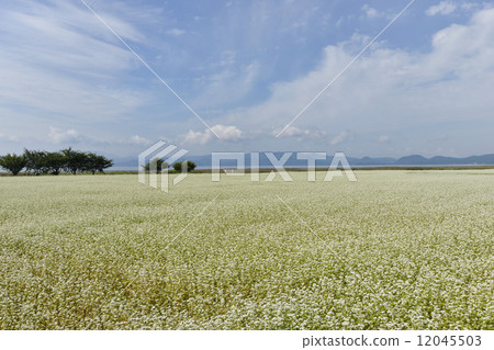 Soba field 7 on the lakeside of Inawashiro Lakes 7 Soba field 7 on the lakeside of Inawashiro Lakes 7 12045503