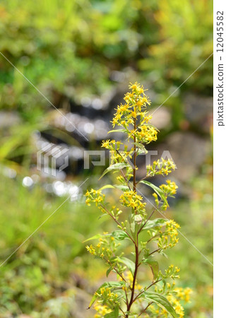 Affiliation 12045582