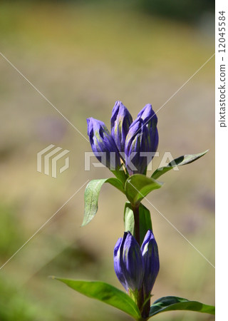 Oyama gentian Oyama gentian 12045584