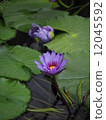Water lily 12045592