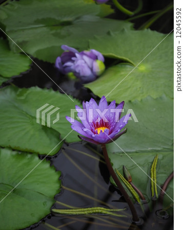 Water lily 12045592