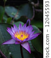 Water lily 12045593