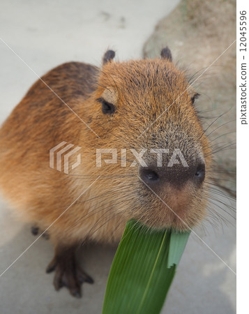 Capybara meal Capybara meal 12045596