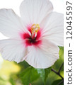 White hibiscus 12045597
