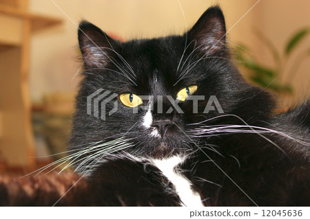 muzzle of black cat 12045636