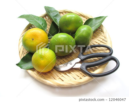 Homemade cultivation Harvested early mandibles oranges 12046047