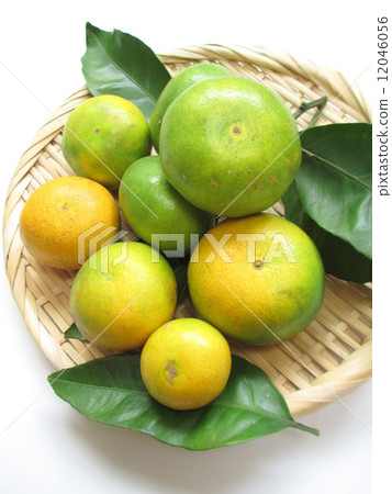 Welfare oranges of various size harvested by autogamous cultivation 12046056