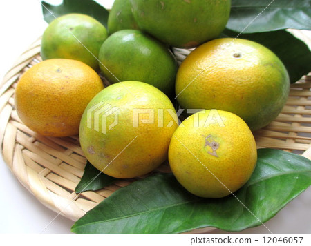 Welfare oranges of various size harvested by autogamous cultivation Welfare oranges of various size harvested by autogamous cultivation 12046057