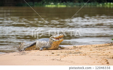 Yacare Caiman with open jaws on a sandbank in Brazilian Pantanal 12046338