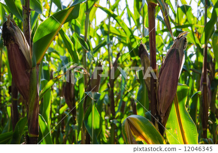 Ripe maize ears in a corn field Ripe maize ears in a corn field 12046345
