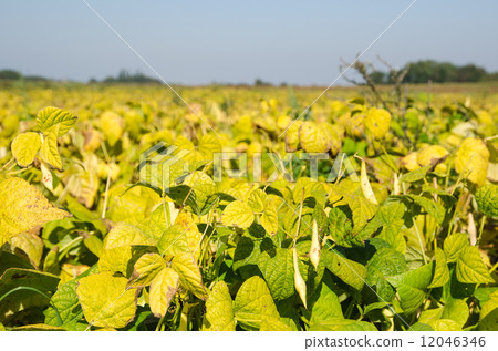 Growing brown beans Growing brown beans 12046346