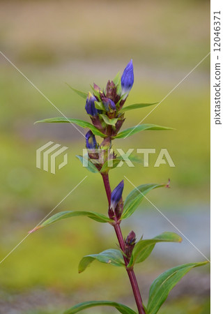 Oyama gentian Oyama gentian 12046371