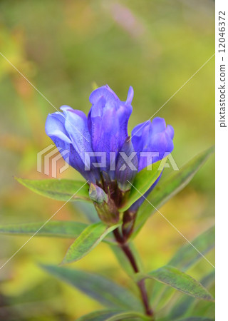 Oyama gentian Oyama gentian 12046372
