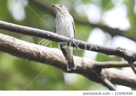 Ezobitaki Ezobitaki 12046484