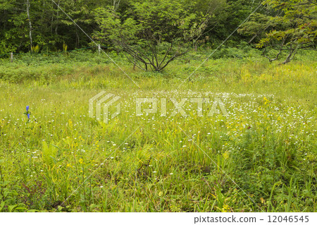 Natural Park 12046545