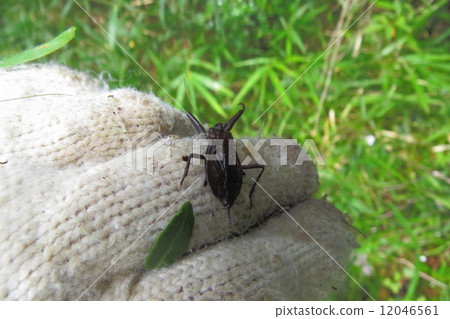 Shimei Taiko 12046561