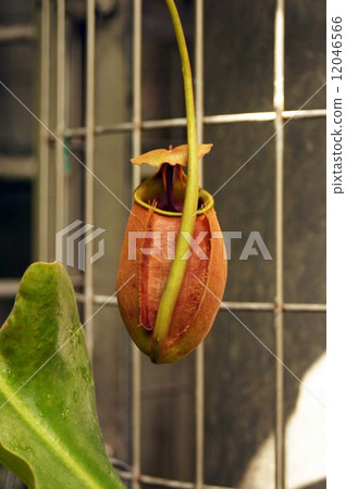 豬籠草·Bicalcalata 12046566