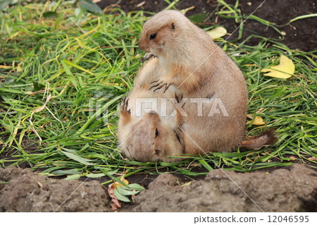 prairie dogs playing with each other 12046595