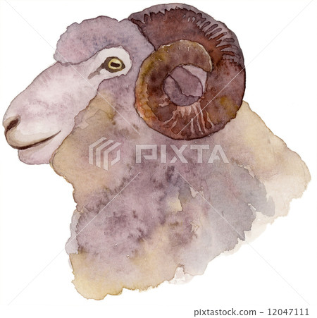 公綿羊面對水彩 公綿羊面對水彩 12047111