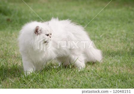 White persian cat walking White persian cat walking 12048151