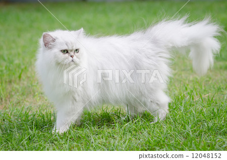 White persian cat walking 12048152