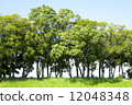 Row of trees 12048348