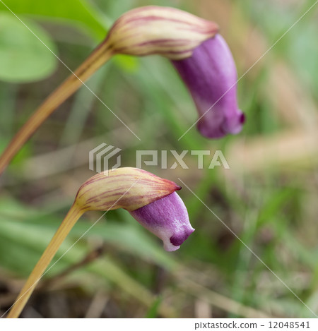 Nambangi cell of parasitic plant 12048541