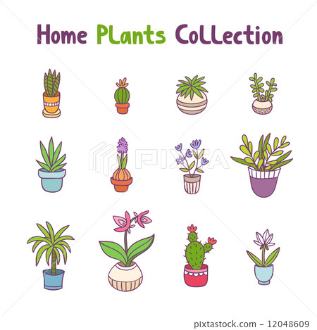 Home plants collection Home plants collection 12048609