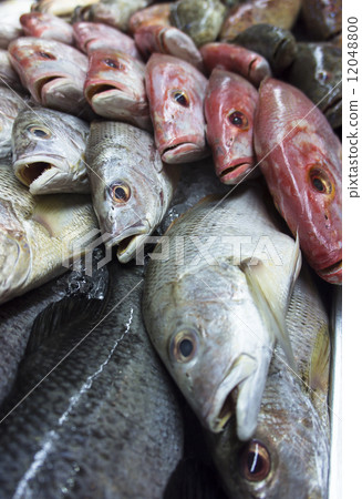 assortment of fishes 12048800