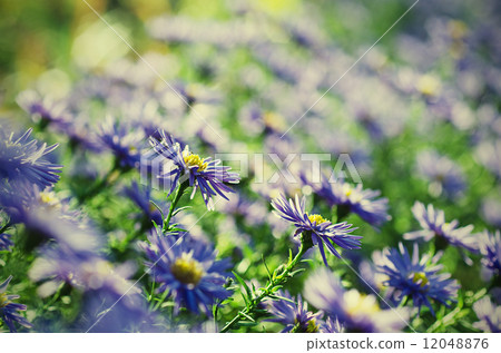 Violet flowers Violet flowers 12048876