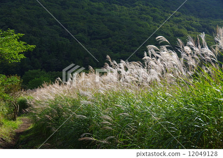 Ears of a Japanese cedar 12049128